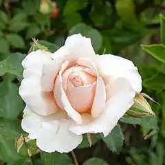 Rosa 'Just Joey' B.R. Cant 1972.