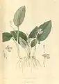 Kaempferia_elegans