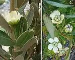 Flores y hojas de Bollén