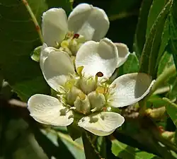 Flor de Bollén