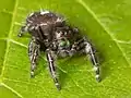 Phidippus audax