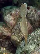 Pareja mimetizada con las rocas en Izu, Japón