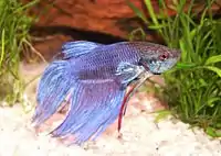 Betta splendens