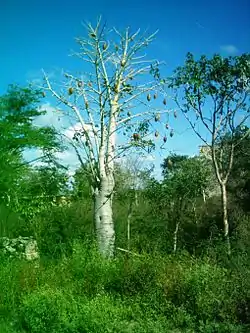 Vegetación de la hacienda Kankabchén.