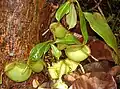 Nepenthes, llamado  kantong semar por los lugareños (un insecto plantívoro que se encuentra en los pantanos