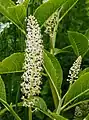 Inflorescencia