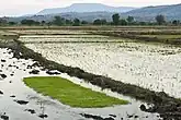 Campos de arroz en Karonga.