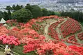 Parque Tsutsuji (Flores de Azalea).