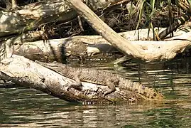 Troncos caídos con reptiles