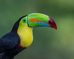 Tucán Pico verde (Ramphastos sulfuratus)