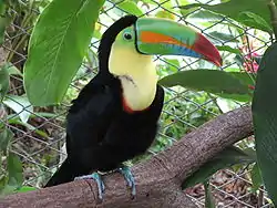 Tucán (Ramphastos sulfuratus)