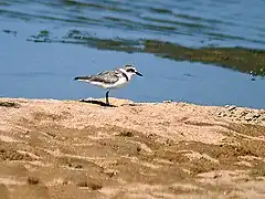 Chorlitejo patinegro (Charadrius alexandrinus)