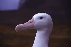 Laroideo (albatro, Diomedea exulans)