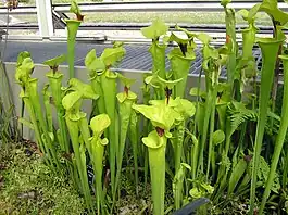 Planta carnívora Sarracenia flava, Jardines de Kew, Londres.