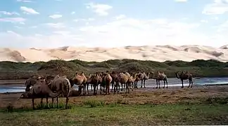 Camellos del Gobi