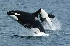 Orcas saliendo del agua de manera simultánea en el costado sur de la isla Unimak, Alaska