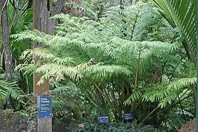 Marattia salicina, "Kingfern".