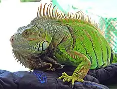 Iguana verde