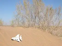 La mayoría del área está cubierta por dunas de arenas.