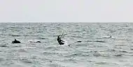 Delfines comúnes del mar Negro junto a un kite-surfer cerca de Sochi