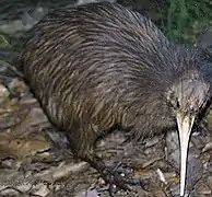 Kiwi marrón de la isla norte