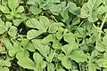 Hojas de la planta