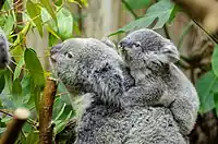 Koala a cuestas