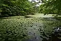 Charca con plantas acuáticas en el bosque municipal, jardín botánico de Kobe.