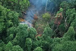 Imagen de los Montes Cardamomos o Montes Krâvanh (en jemer Chuor Phnom Krâvanh), donde habita la 'Chiromantis samkosensis'.