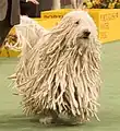 Komondor