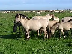 Caballos konik.