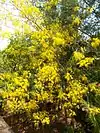 (Cassia fístula)