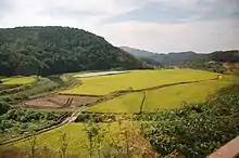 Yellow paddy fields and green hills during autumn