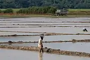 Plantación de arroz en Sabah