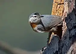 Trepador de Krüper (S. krueperi)