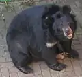 oso negro