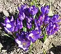 Forma de la flor del género Crocus