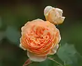 Rosa 'Crown Princess Margareta', Austin 1991/Obtenida de planta de semillero × 'Abraham Darby'.