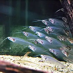 Peces gato de cristal (Kryptopterus bicirrhis)