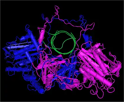 Estructura de Ku humana unida a ADN. Ku70 es mostrada en violeta, Ku80 en azul, y la hebra de ADN en verde.