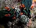 Nembrotha kubaryana comiendo al tunicado Oxycorynia fascicularis