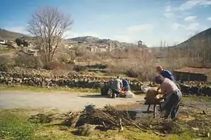 Celebrando la matanza del cerdo.