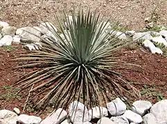 Agave (Agave striata), en Tula de Allende.