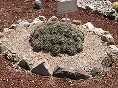 Cactácea (Mammillaria magnimamma), en Tula de Allende.