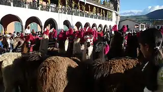 Llamas en la Plaza Mayor