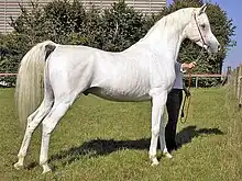 Caballo con pelaje blanco y piel oscura alrededor de la nariz, ojos y genitales