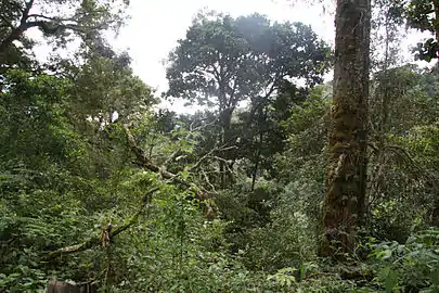 Parque Internacional La AmistadCompartido con la provincia de Limón y la República de Panamá, es el parque nacional más grande de Costa Rica. Protege la Cordillera de Talamanca, fue declarado en 1983 Patrimonio de la Humanidad por la UNESCO, y Parque Internacional de la Paz en 1988.