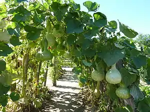 Frutos de calabazas