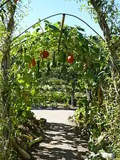 Pérgola con verduras.