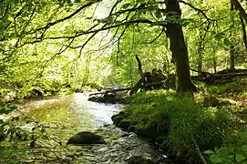 La Vienne en Rempnat (Haute-Vienne).